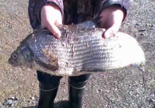 Siika 2,00 kg