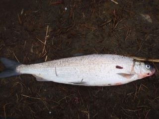 Siika 500 g