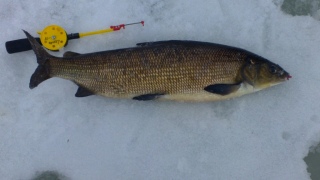 Siika 2,10 kg