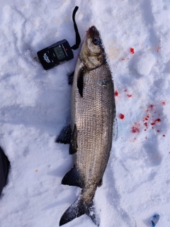 Siika 1,60 kg