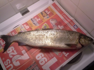 Siika 2,25 kg