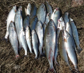 Siika 9,62 kg