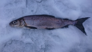 Siika 400 g