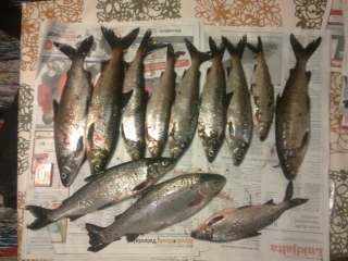 Siika 3,77 kg