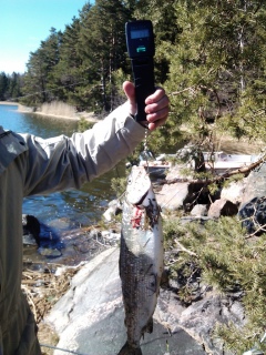 Siika 1,73 kg