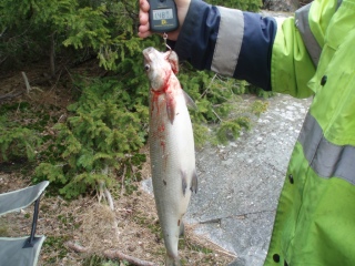 Siika 1,48 kg