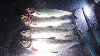 Siika 2,40 kg
