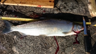 Siika 1,20 kg