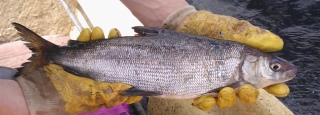 Siika 700 g