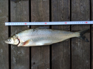 Siika 620 g