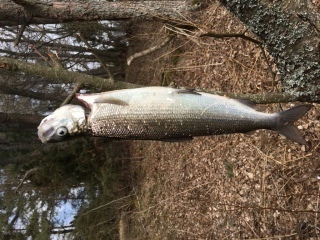 Siika 610 g
