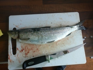 Siika 500 g