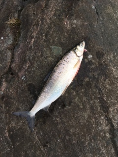 Siika 600 g