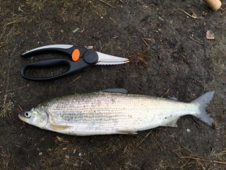 Siika 560 g