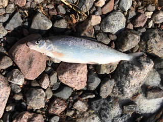 Siika 490 g
