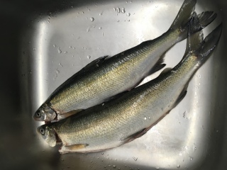 Siika 1,29 kg