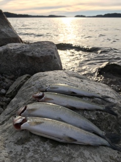 Siika 480 g