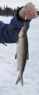 Siika 700 g
