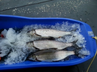 Siika 2,40 kg
