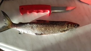 Siika 146 g