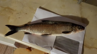 Siika 273 g