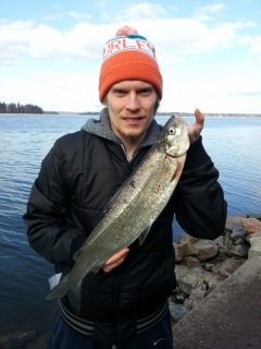 Siika 1,37 kg