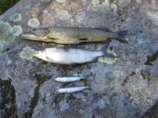 Siika 1,00 kg