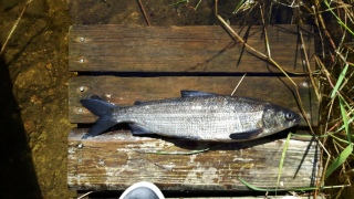 Siika 900 g