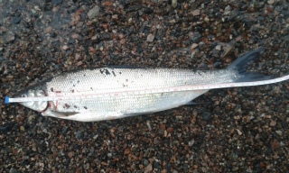 Siika 930 g