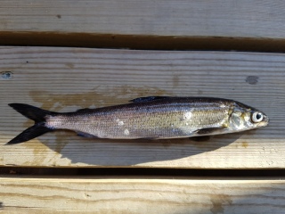 Siika 70 g