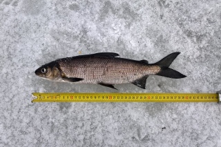 Siika 510 g