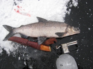 Siika 650 g