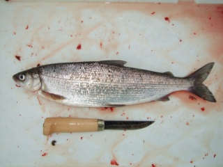 Siika 550 g
