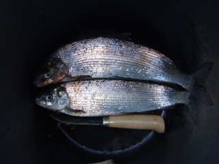 Siika 480 g