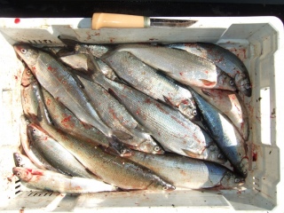 Siika 5,50 kg