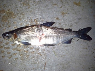 Siika 1,25 kg