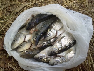 Siika 5,30 kg