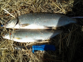 Siika 1,03 kg