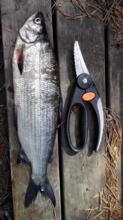 Siika 565 g