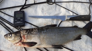 Siika 800 g