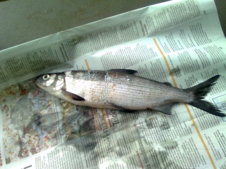 Siika 200 g