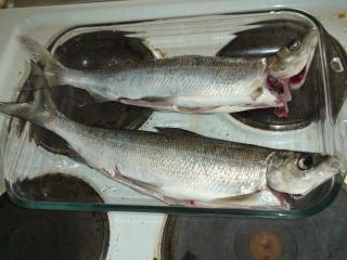 Siika 1,00 kg
