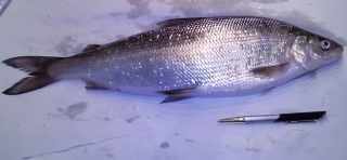 Siika 980 g