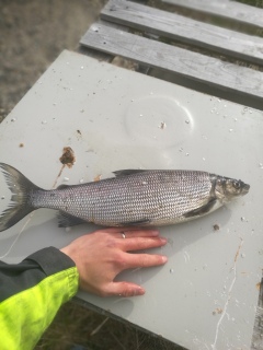 Siika 1,03 kg