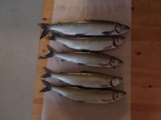 Siika 680 g