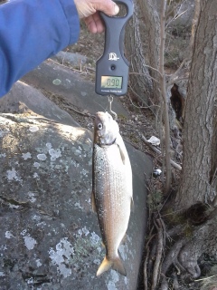 Siika 900 g