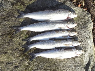 Siika 3,16 kg