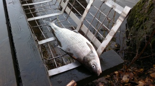 Siika 8,00 kg