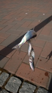 Silakka 1,20 kg