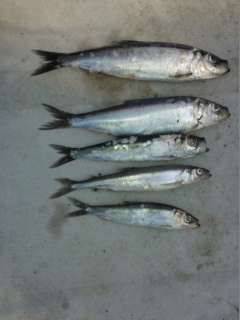 Silakka 40 g
